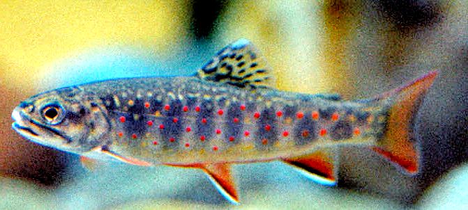 Salvelinus alpinus.01.jpg